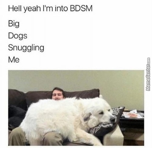 A man buried under a Great Pyrenees with the caption: "Hell yeah I'm into BDSM. Big dogs snuggling me."